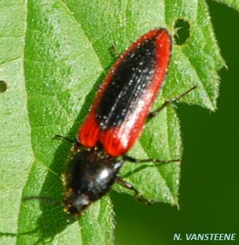 Ampedus sanguinolentus